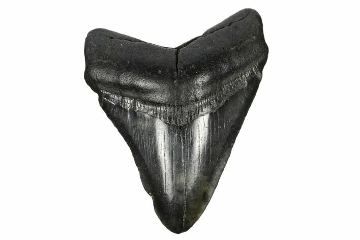 Fossil Megalodon Tooth - South Carolina #172236